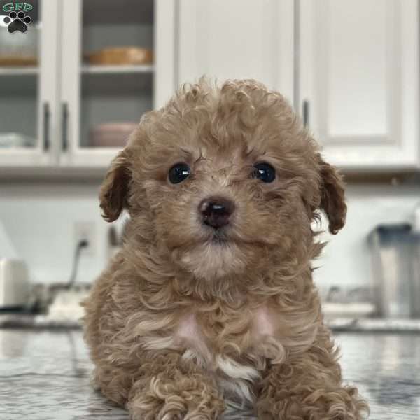 Jewels, Toy Poodle Puppy