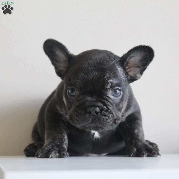 Cosmo, French Bulldog Puppy