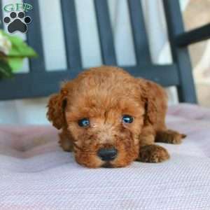 Petey, Mini Goldendoodle Puppy