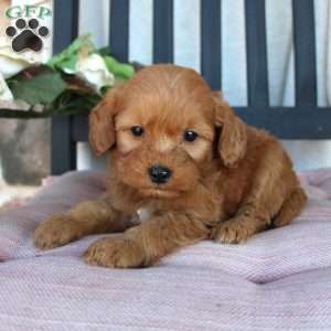 Pansy, Mini Goldendoodle Puppy