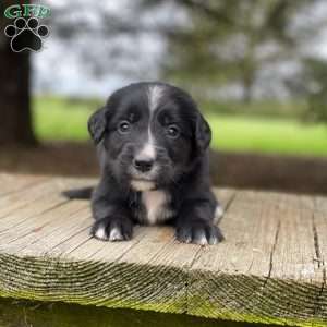 Buster, Irish Golden Mountain Dog Puppy