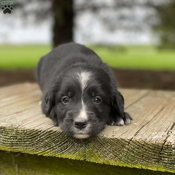 Buster, Irish Golden Mountain Dog Puppy