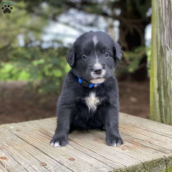 Hudson, Irish Golden Mountain Dog Puppy