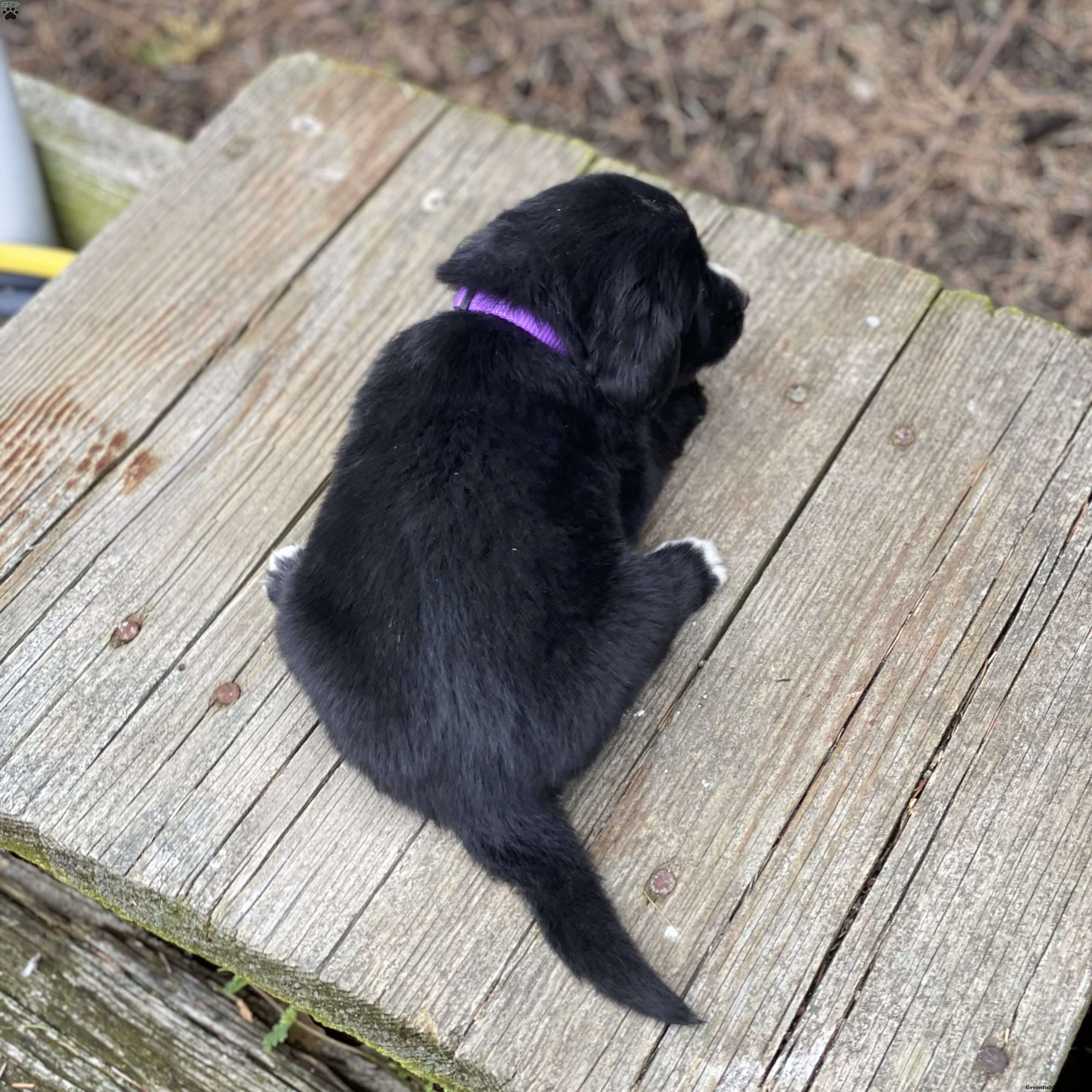 Sage - Irish Golden Mountain Dog Puppy For Sale in Indiana