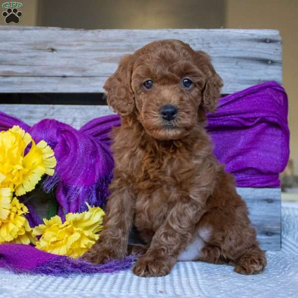 Hank, Miniature Poodle Puppy