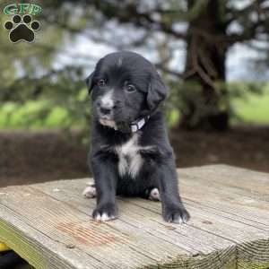 Sadie, Irish Golden Mountain Dog Puppy