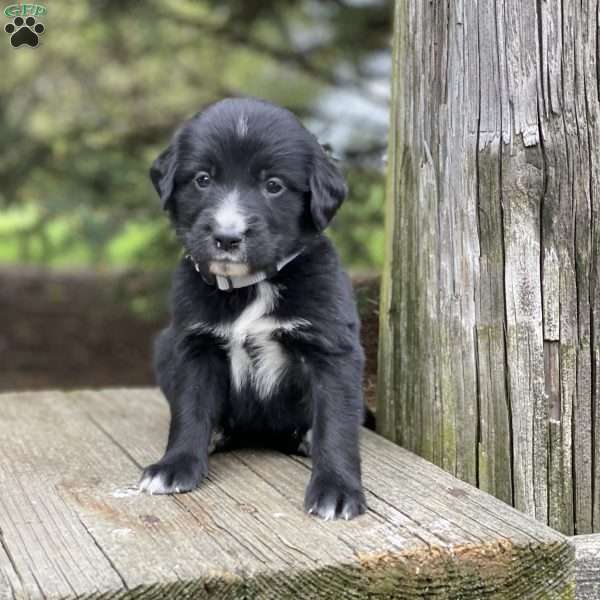 Sadie, Irish Golden Mountain Dog Puppy
