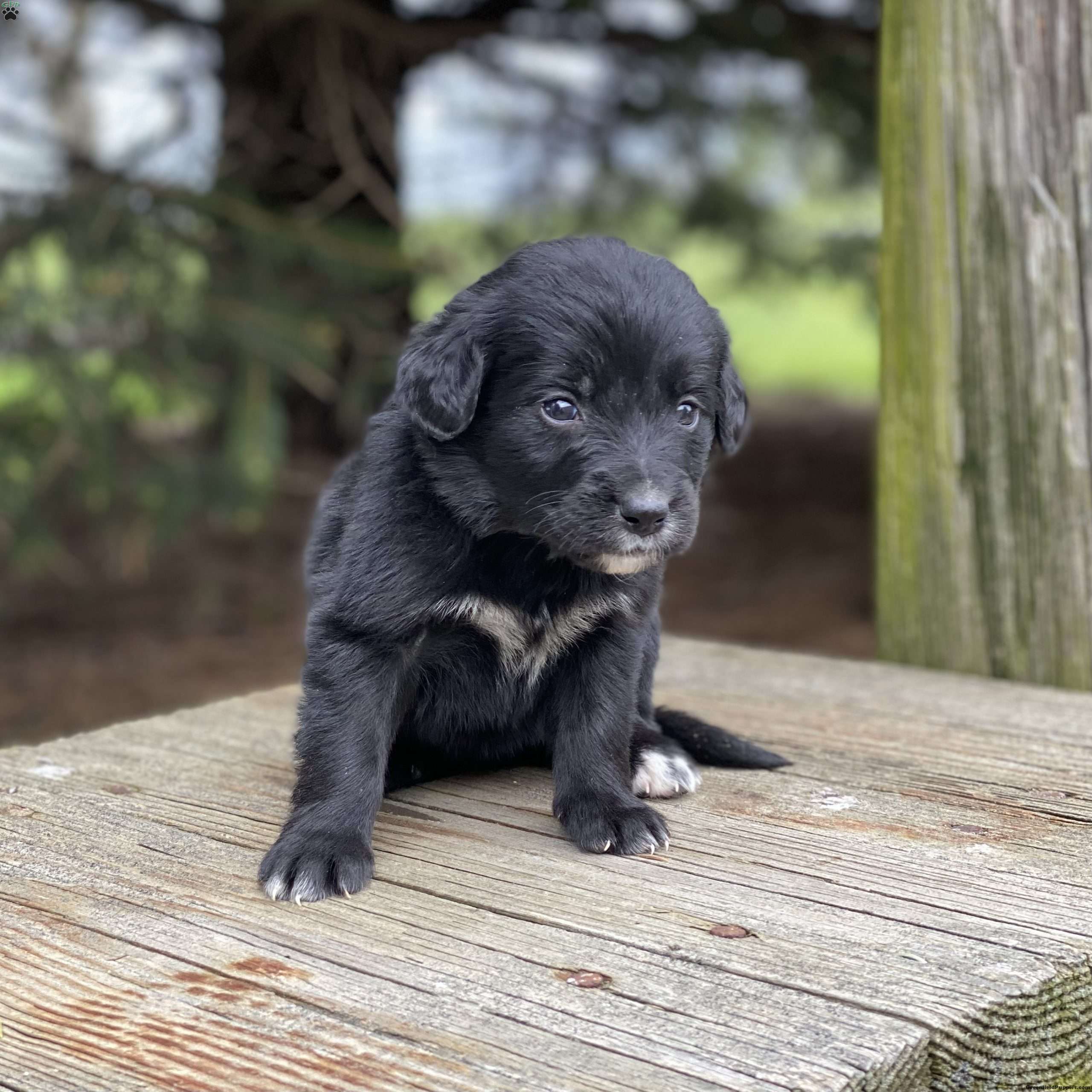 Lilly - Irish Golden Mountain Dog Puppy For Sale in Indiana