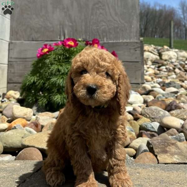 Nova, Mini Whoodle Puppy