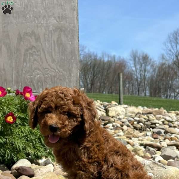 Luna, Mini Whoodle Puppy