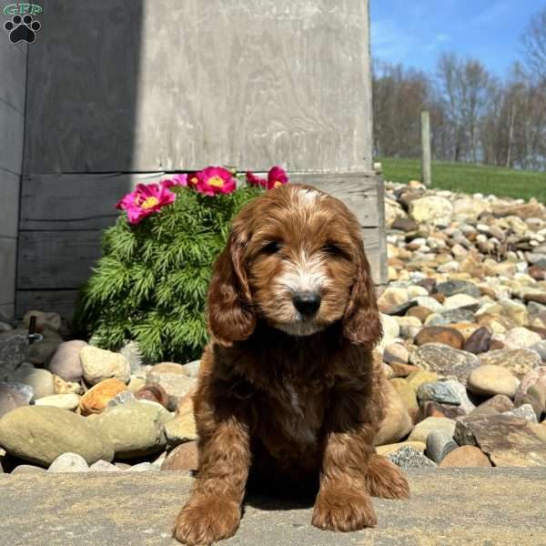 Walt, Mini Whoodle Puppy