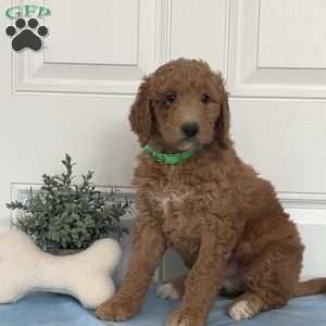 Penny, Goldendoodle Puppy