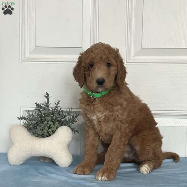 Penny, Goldendoodle Puppy
