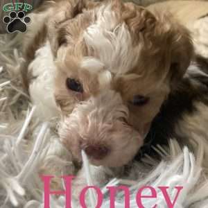Honey, Maltipoo Puppy