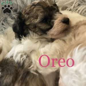Oreo, Maltipoo Puppy