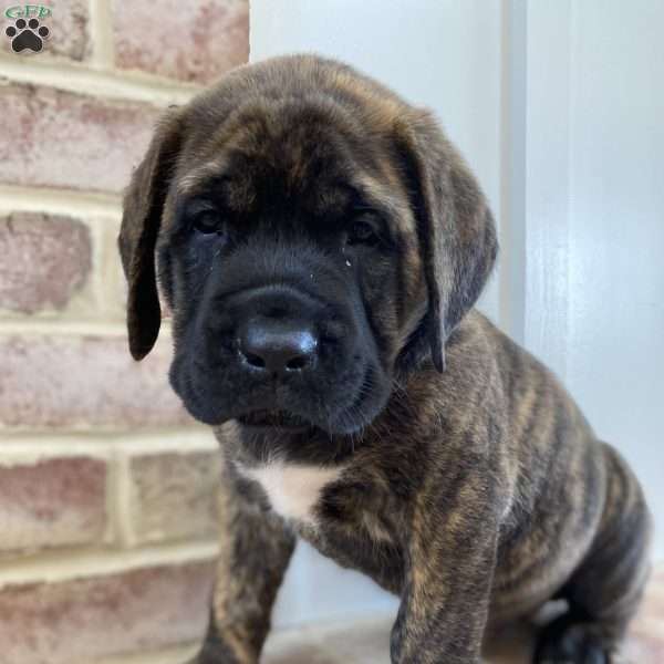 Cary Grant, English Mastiff Puppy