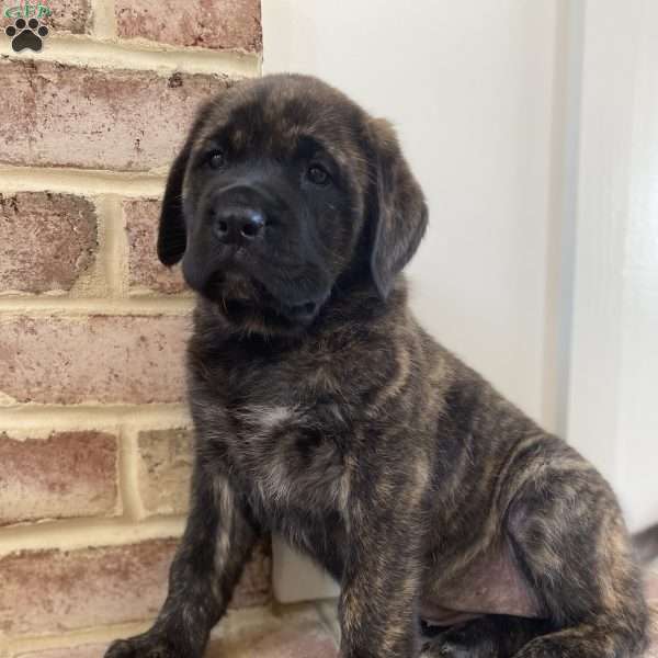Audrey Hepburn, English Mastiff Puppy