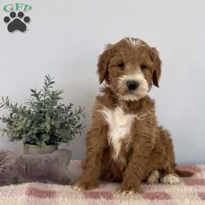Theo, Goldendoodle Puppy