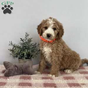 Thor, Goldendoodle Puppy