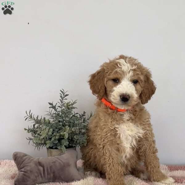 Thor, Goldendoodle Puppy