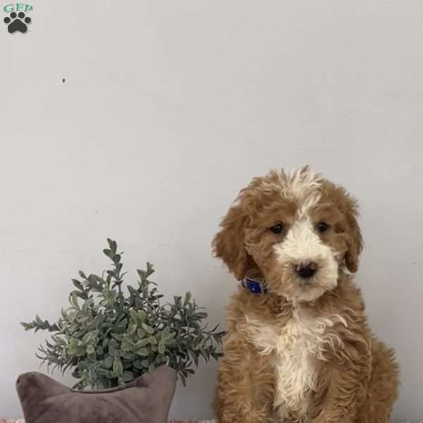 Tyler, Goldendoodle Puppy