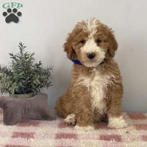 Tyler, Goldendoodle Puppy