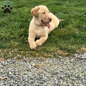 Baby, Yellow Labrador Retriever Puppy