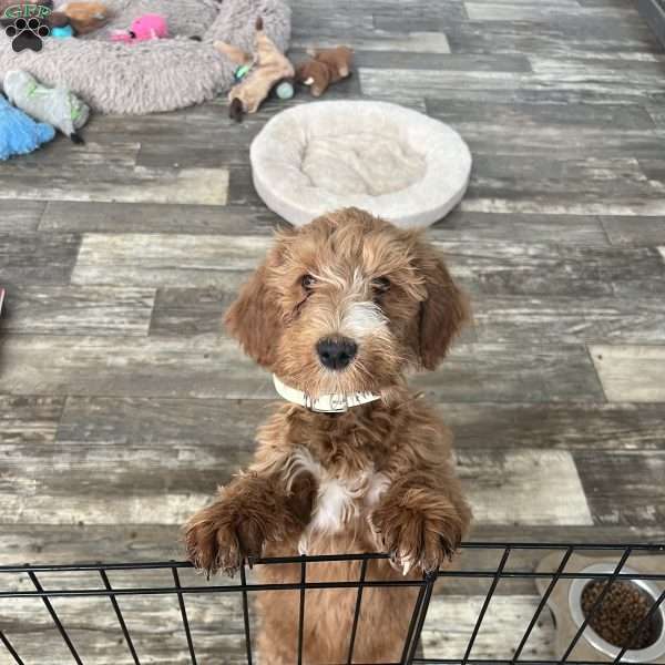 Hannah, Goldendoodle Puppy