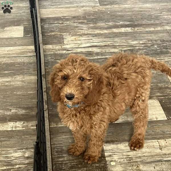 Hailey, Goldendoodle Puppy