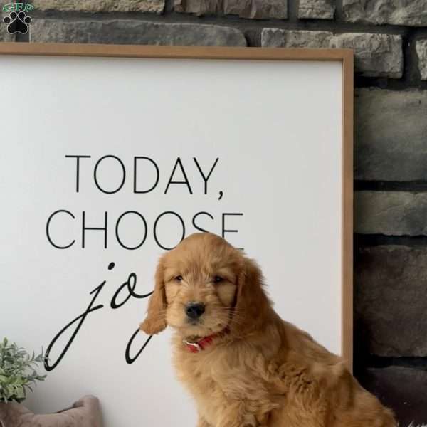 Winston, Mini Goldendoodle Puppy