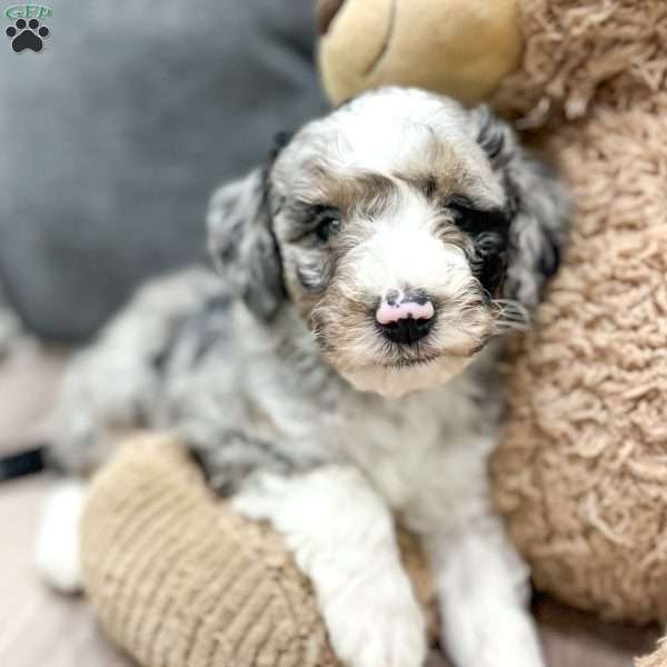 Ruthie, Mini Sheepadoodle Puppy