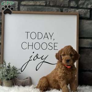 Willow, Mini Goldendoodle Puppy