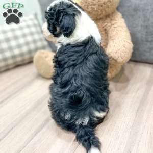 Raven, Mini Sheepadoodle Puppy