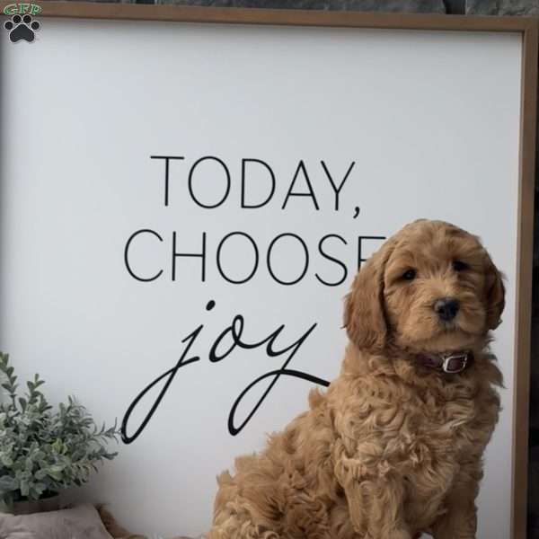 Ruby, Goldendoodle Puppy