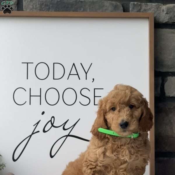 Ruth, Goldendoodle Puppy