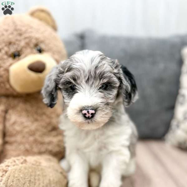 Ryker, Mini Sheepadoodle Puppy
