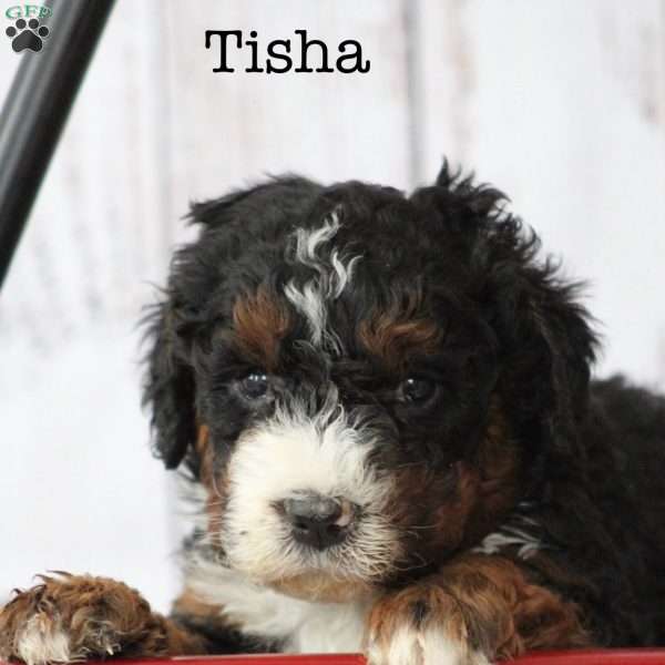 Tisha, Bernedoodle Puppy