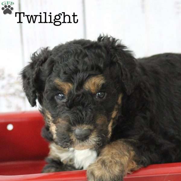 Twilight, Bernedoodle Puppy