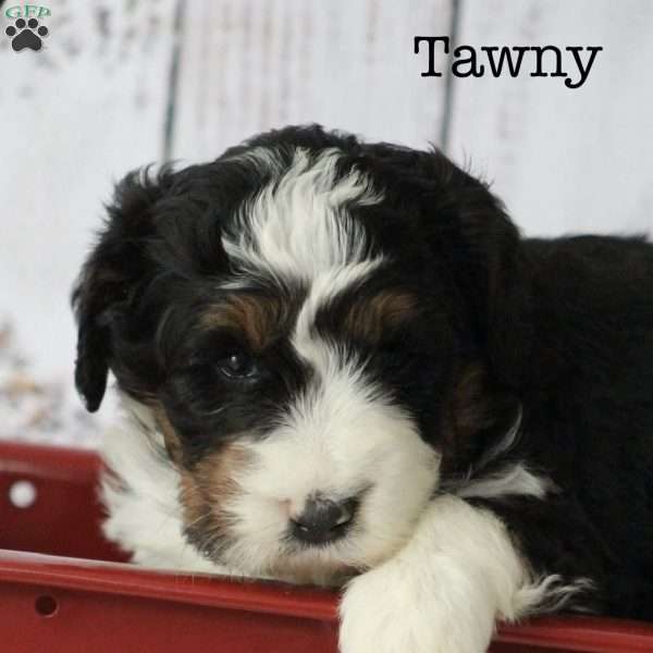 Tawny, Bernedoodle Puppy