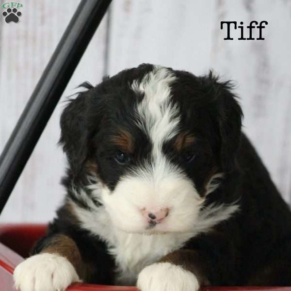 Tiff, Bernedoodle Puppy