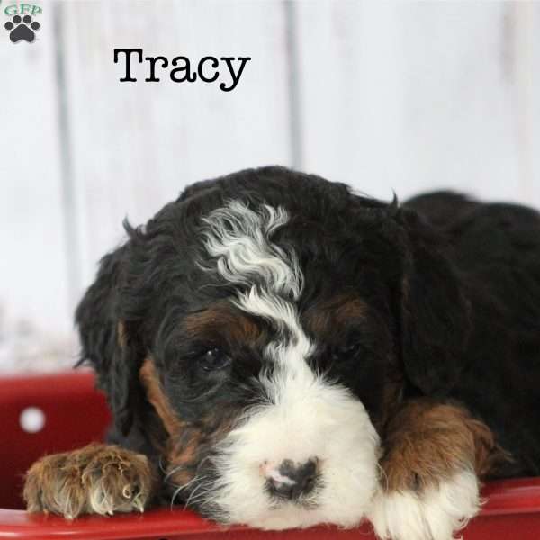 Tracy, Bernedoodle Puppy
