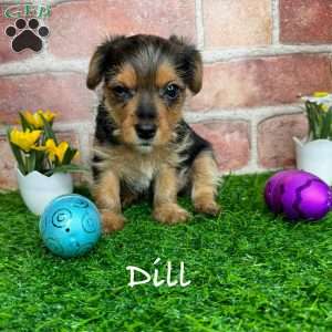 Dill, Yorkie Puppy