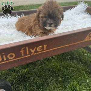 Olivia, Shih-Poo Puppy