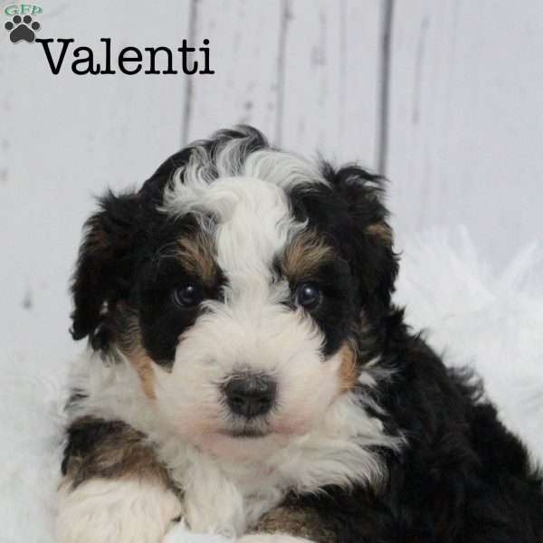 Valenti, Bernedoodle Puppy