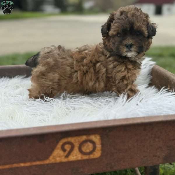 Oakley, Shih-Poo Puppy