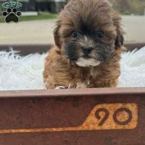 Olivia, Shih-Poo Puppy