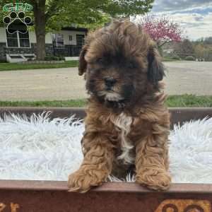 Oakley, Shih-Poo Puppy
