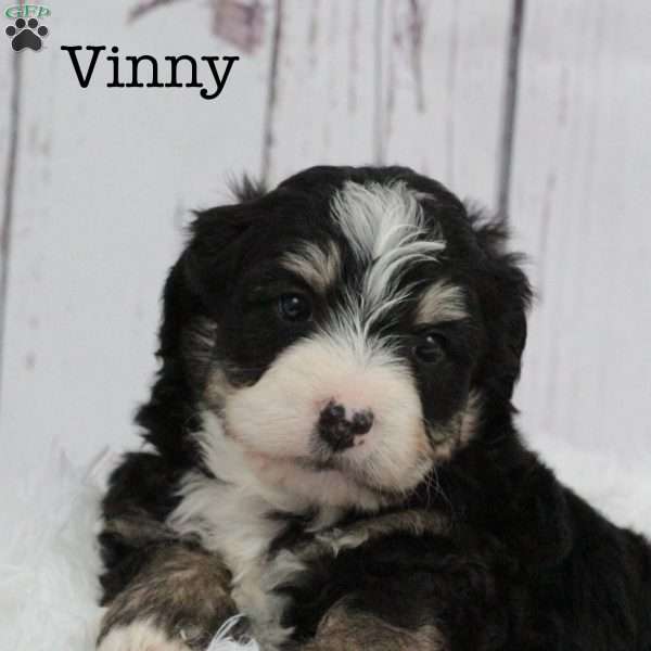 Vinny, Bernedoodle Puppy