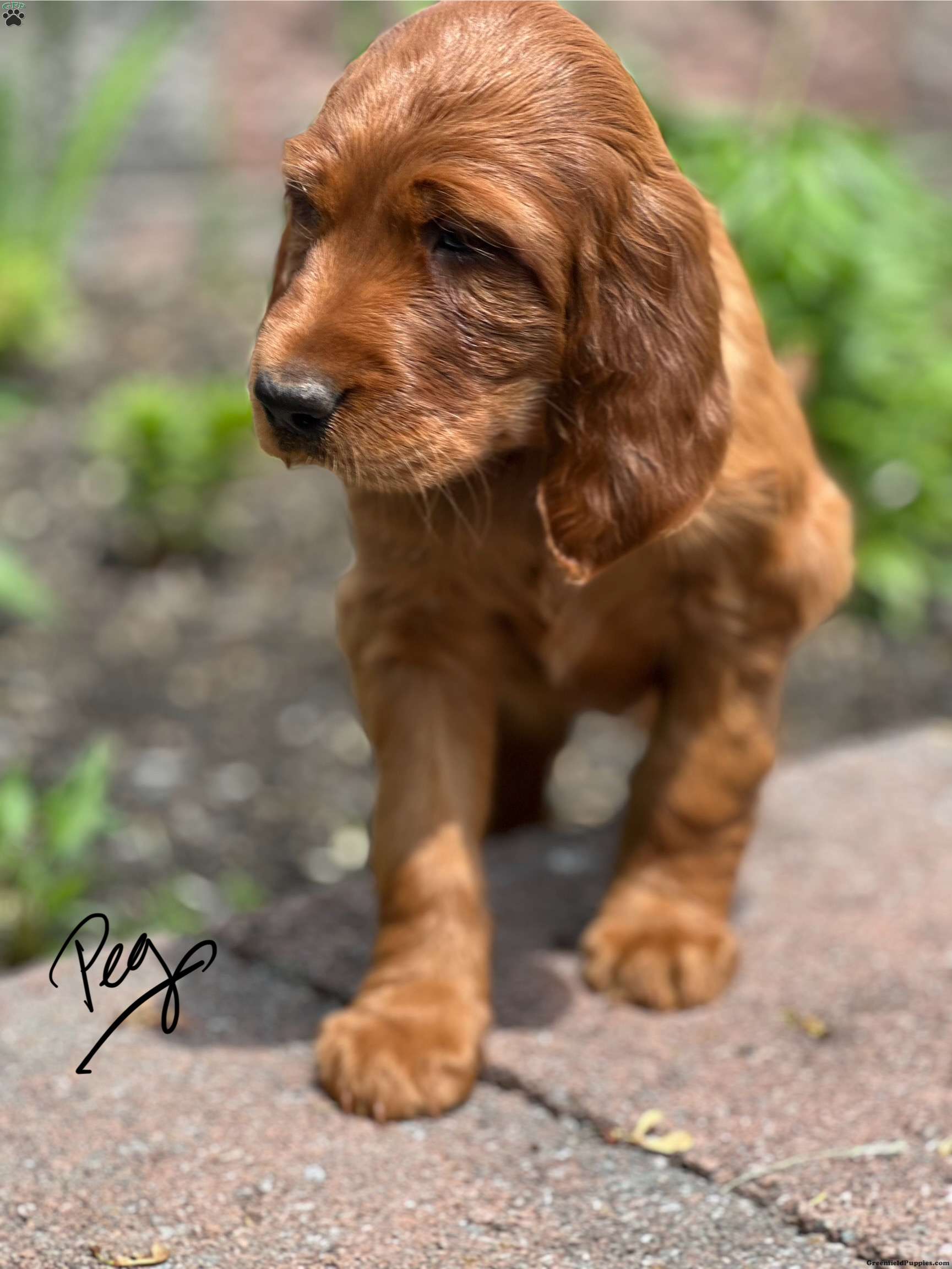 Peg - Irish Setter Puppy For Sale In Pennsylvania