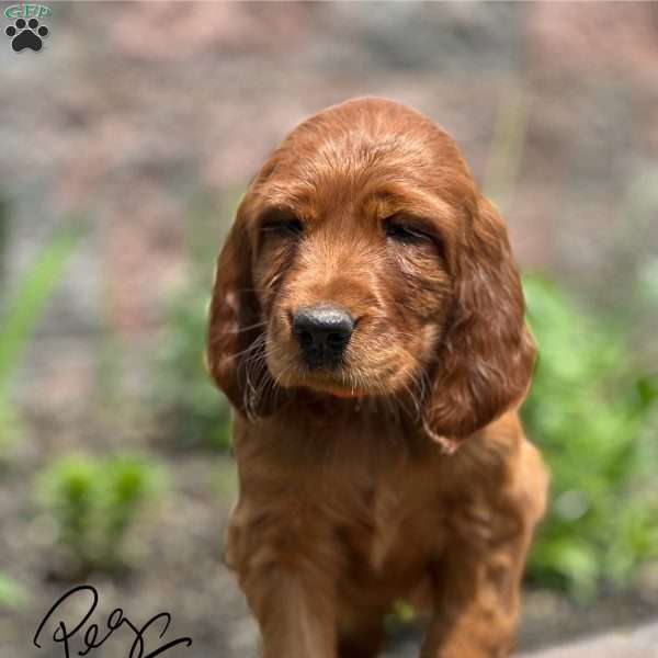 Peg, Irish Setter Puppy